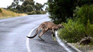 澳大利亚袋鼠泛滥：原因与应对之策
