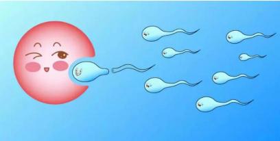 卵子存活时间：提高受孕几率的关键因素
