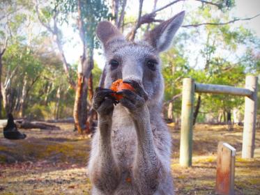探索袋鼠的奥秘：一次深入澳洲的奇妙之旅