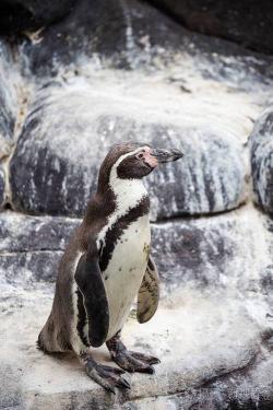 宠物企鹅：洪堡企鹅的迷人魅力与生存危机