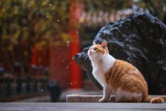 故宫有养猫的传统：守护古建筑，驱赶鼠患的猫保安