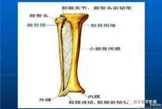 胫骨：小腿内侧的长骨与位置图