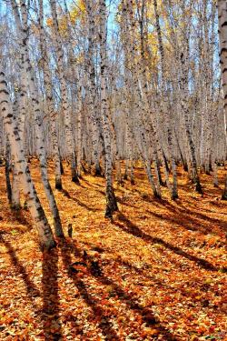 中国白桦林：秋日赏景的最佳之地