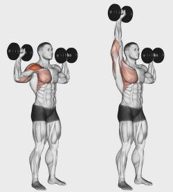 高效锻炼肩部肌肉：掌握阿诺德推举的正确方法与技巧