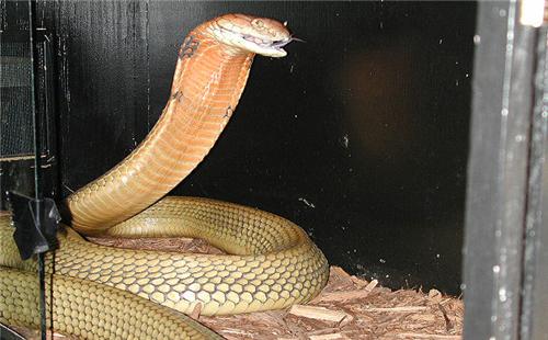 黑色眼镜蛇：非洲毒蛇之王