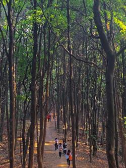 广州凤凰山森林公园：享受大自然之美的理想之地